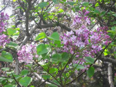 摄影日记2:感受春天作文