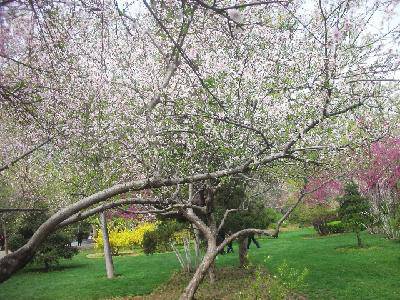 摄影日记2:感受春天作文