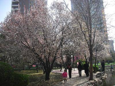 摄影日记2:感受春天作文