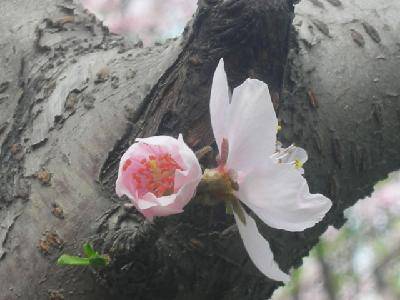 摄影日记2:感受春天作文