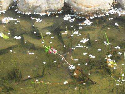 摄影日记2:感受春天作文