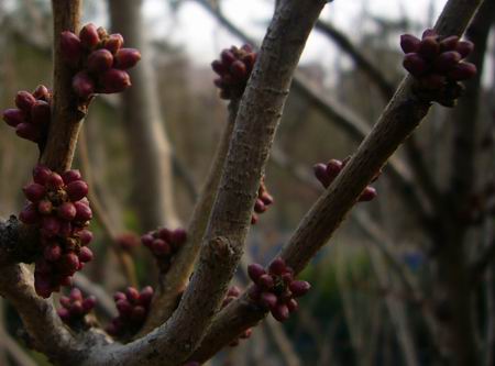 触摸春天(附多图)作文