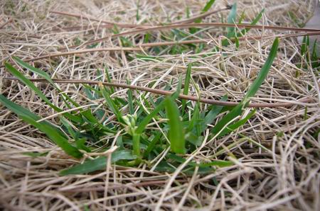 触摸春天(附多图)作文