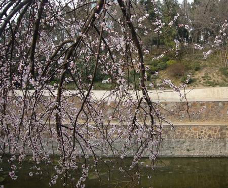 触摸春天(附多图)作文