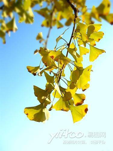 天凉好个秋作文