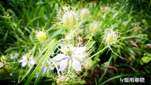 带你认识黑种草作文