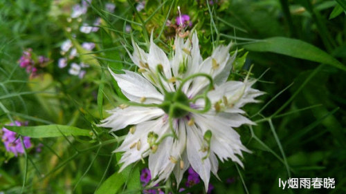 带你认识黑种草作文