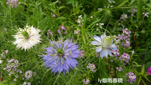 带你认识黑种草作文