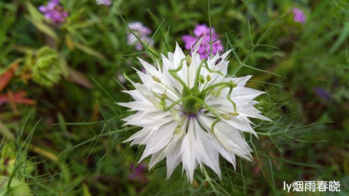 带你认识黑种草作文