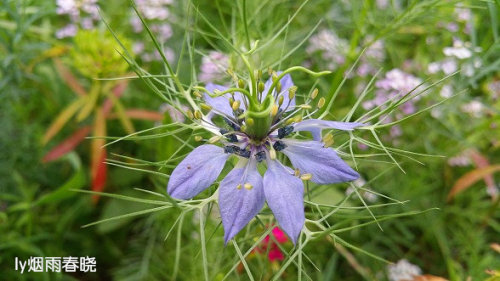 带你认识黑种草作文