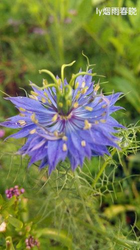 带你认识黑种草作文