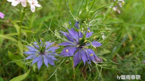 带你认识黑种草作文