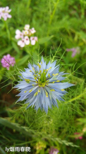 带你认识黑种草作文