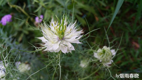 带你认识黑种草作文