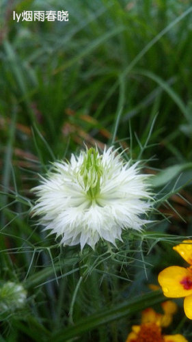 带你认识黑种草作文