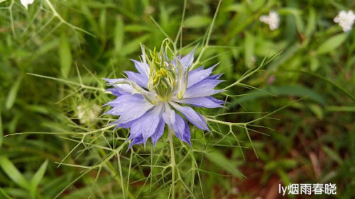 带你认识黑种草作文