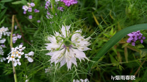 带你认识黑种草作文