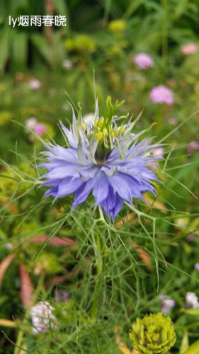 带你认识黑种草作文