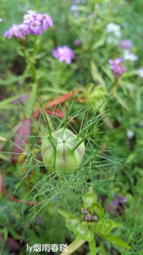 带你认识黑种草作文