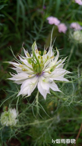 带你认识黑种草作文