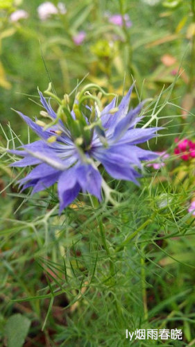 带你认识黑种草作文