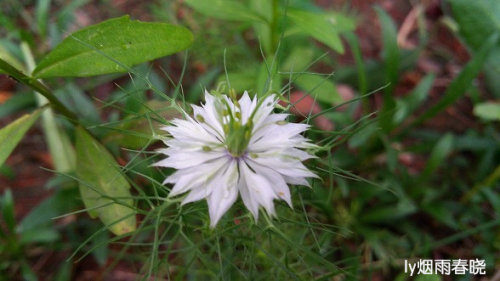带你认识黑种草作文