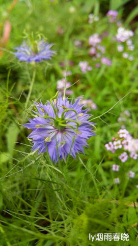 带你认识黑种草作文