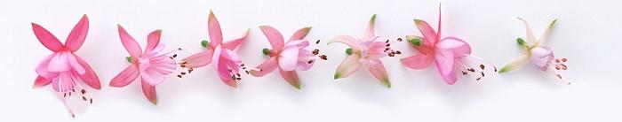 信纸 - MM - 素材库 永远的乐园作文