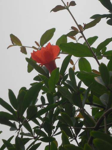 不开花的石榴树作文