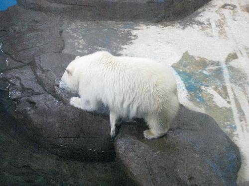 我们一起去极地馆作文