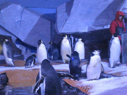 我们一起去极地馆作文