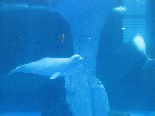 我们一起去极地馆作文