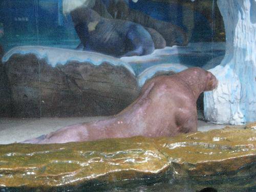 我们一起去极地馆作文