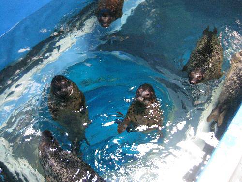 我们一起去极地馆作文