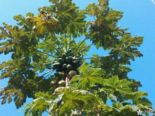 七彩云南(六)作文