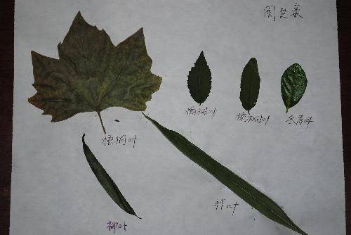 和宝贝儿一起做树叶画作文