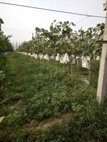 摘葡萄去喽!作文