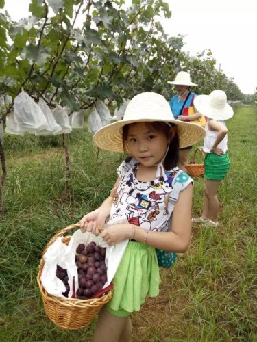 摘葡萄去喽!作文