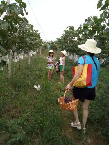 摘葡萄去喽!作文