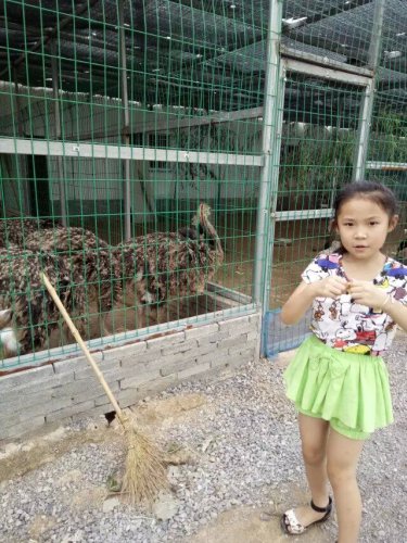 摘葡萄去喽!作文