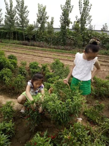 摘葡萄去喽!作文