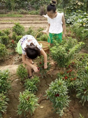 摘葡萄去喽!作文