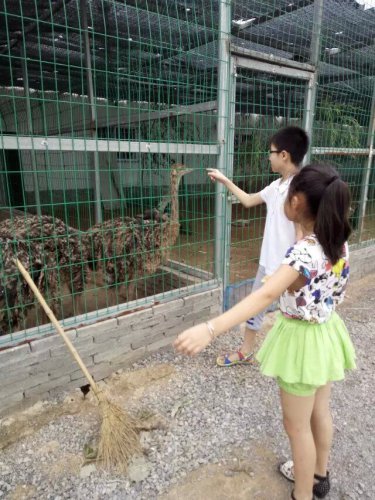 摘葡萄去喽!作文