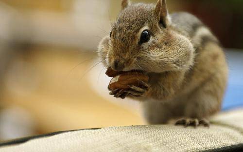 俺是森林小精灵作文