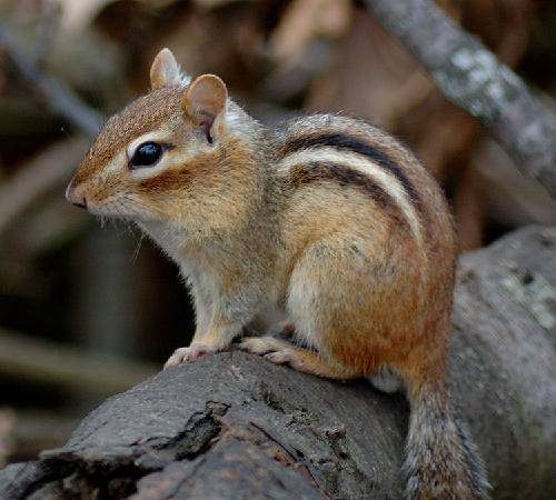 俺是森林小精灵作文