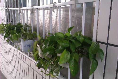 如此幸运,能与你一路同行作文