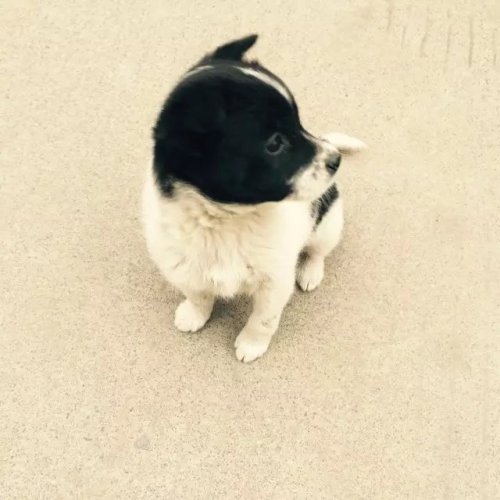 ʳĹ