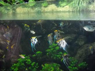 妙趣横生的小鱼儿作文