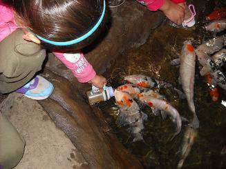 妙趣横生的小鱼儿作文