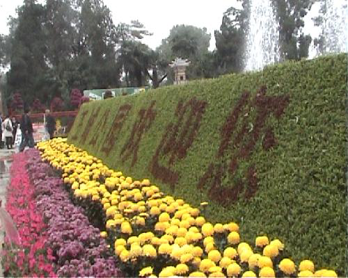 十一王城公园赏菊展作文